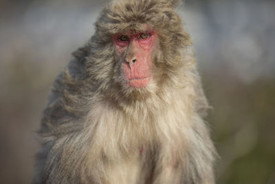 Portrait of a monkey