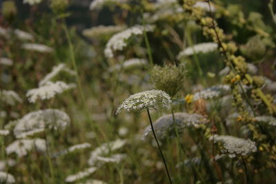 Close-up of white wildflowers on field