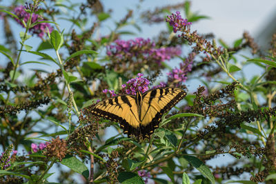 Close-up of butterfly pollinating on flower