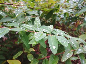 Close-up of insect on plant