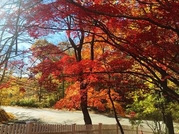 Scenic view of trees during autumn