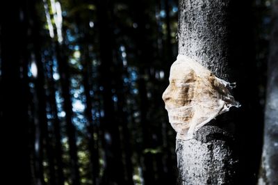 Close-up of tree trunk