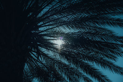 Low angle view of palm tree against sky at night