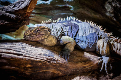 Close-up of iguana on branch