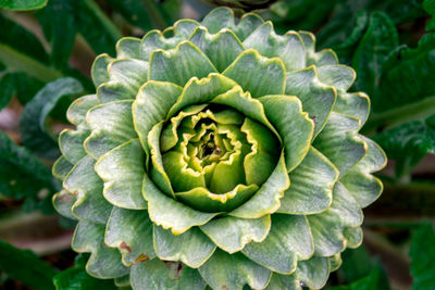 Close-up of flowering plant