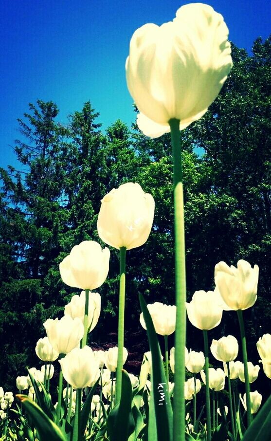 flower, freshness, growth, petal, fragility, flower head, beauty in nature, blooming, tulip, nature, plant, stem, white color, field, bud, close-up, yellow, in bloom, blossom, sunlight