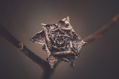 macro photography