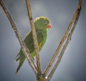 Bird perching on branch in cage