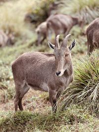 Deer standing on field