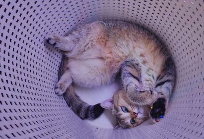 High angle view of cat sleeping
