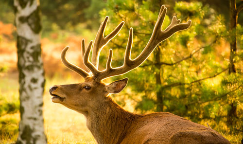 A strong red deer sits in sunshine on a glade in the forest. concept animals in the forest.