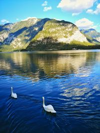 Swans swimming in lake
