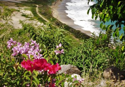 Close-up of flowers in pond