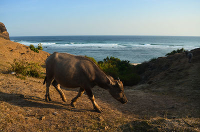 Horse standing on beach