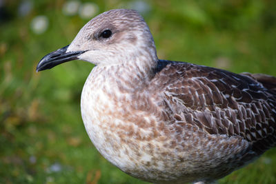 Close-up of seagull 