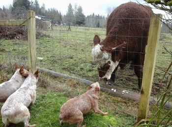 Sheep on field by fence