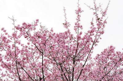 Low angle view of pink flowers