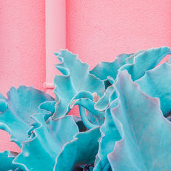 Close-up of pink rose flower against wall