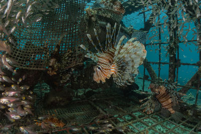 View of fish swimming in sea