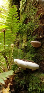 Close-up of mushroom growing on field