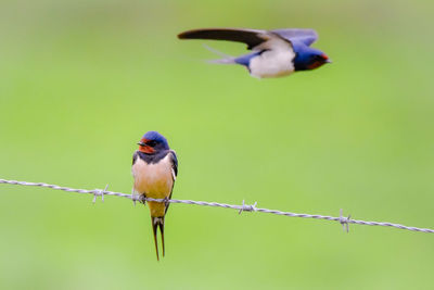 Close-up of birds perching on fence