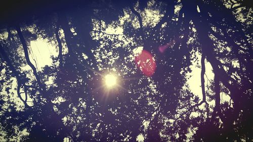 Low angle view of trees in forest