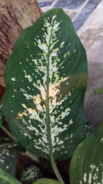 High angle view of leaves on plant