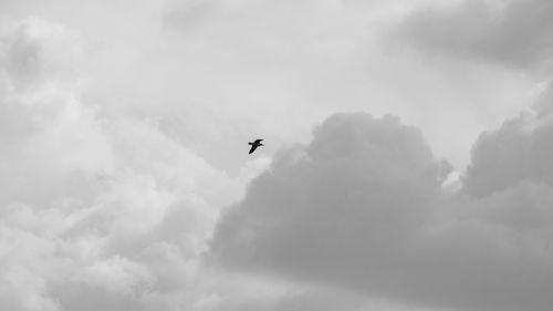 Low angle view of bird flying in sky