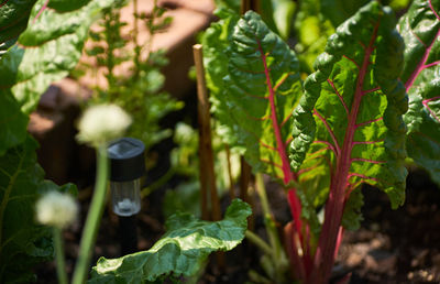 Close-up of fresh green plant