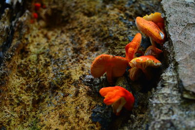High angle view of orange crab on rock