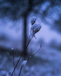 Close-up of wet plant during winter