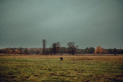 Scenic view of field against clear sky