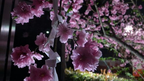 Close-up of pink flowers