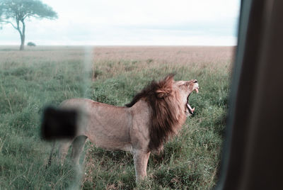 View of lion yawning on field