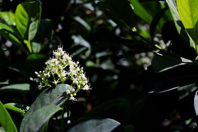 Close-up of flower plant
