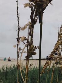 Close-up of flowering plant against sky