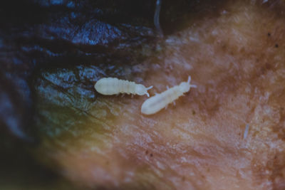 Close-up of crocodile in water