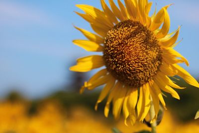 Close-up of sunflower blooming outdoors