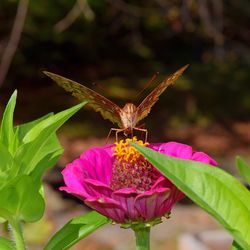 Close-up of butterfly pollinating on pink flower