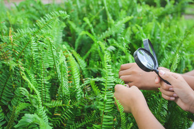 Cropped image of hands holding magnifying glasses over plants