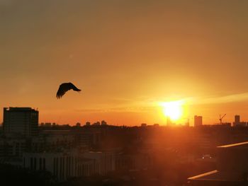 Silhouette bird flying over buildings in city during sunset