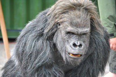 Close-up portrait of elephant