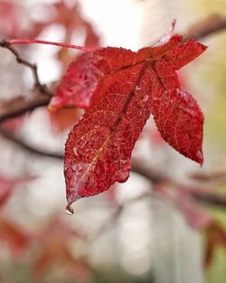 Close-up of leaves on plant