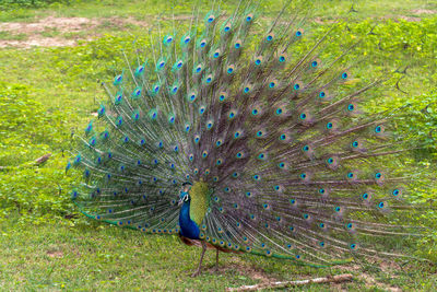 Close-up of peacock on field