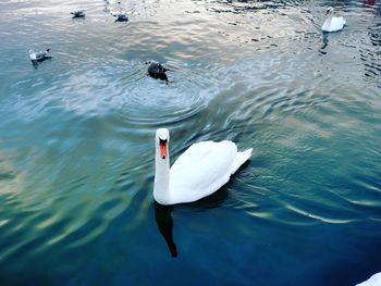 High angle view of swans swimming in lake