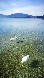 Wonderful family od small swan on the attersee lake. 