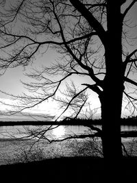 Close-up of silhouette tree against lake at sunset