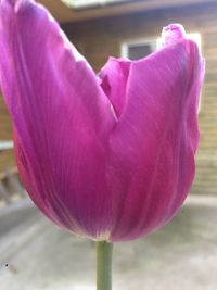 Close-up of pink flower blooming outdoors