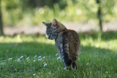 Portrait of a cat on field