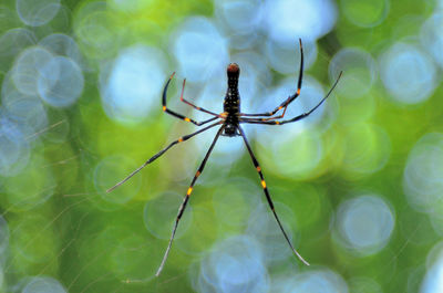 Close-up of spider on web